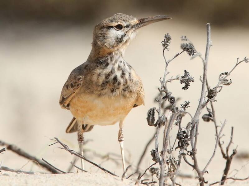 Greater Hoopoe-Lark, Photos 4