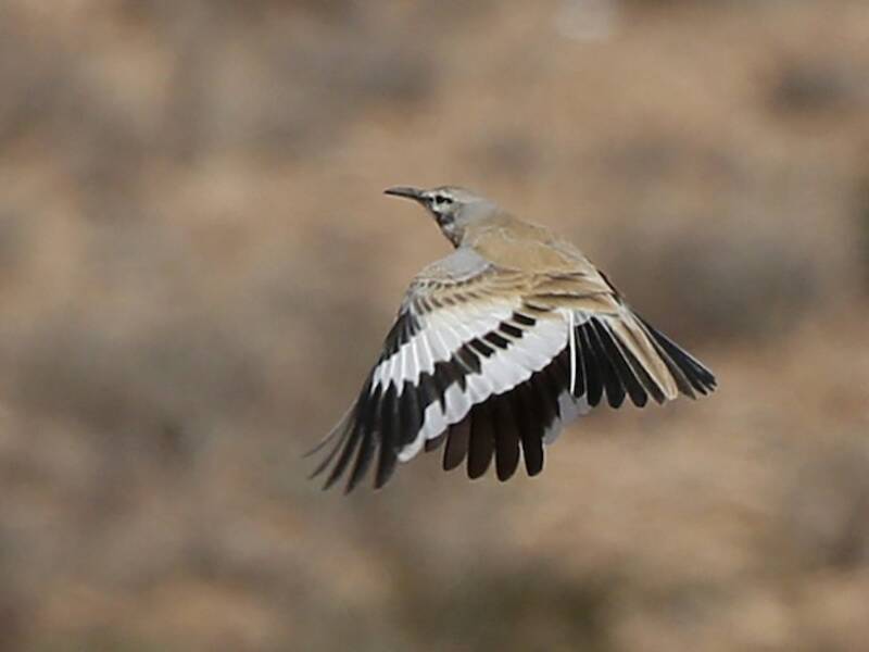 Greater Hoopoe-Lark
