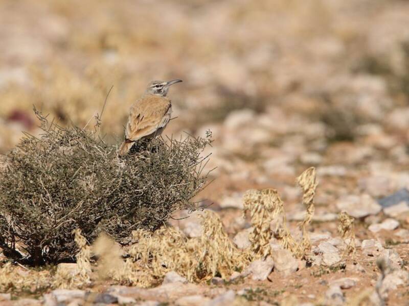Greater Hoopoe-Lark, Photos 2
