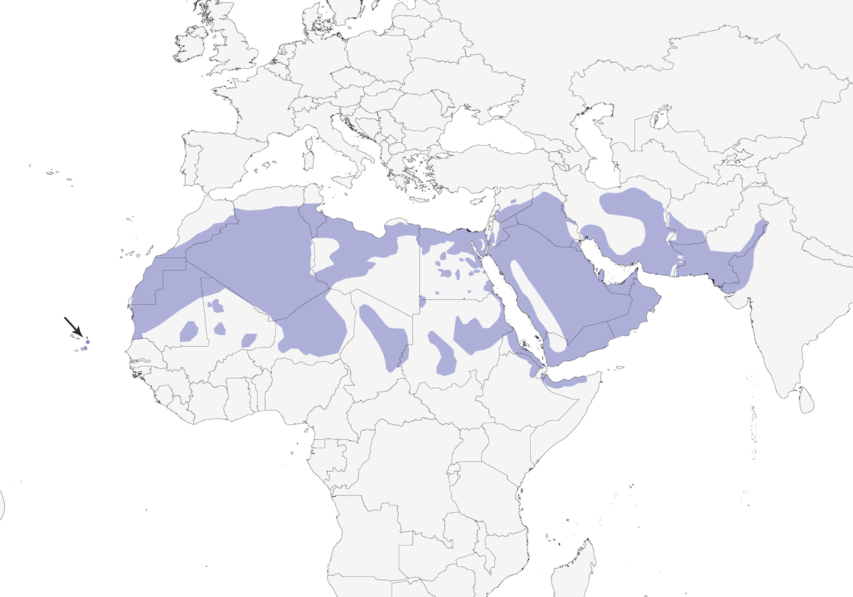 Greater Hoopoe-Lark, Distribution 1