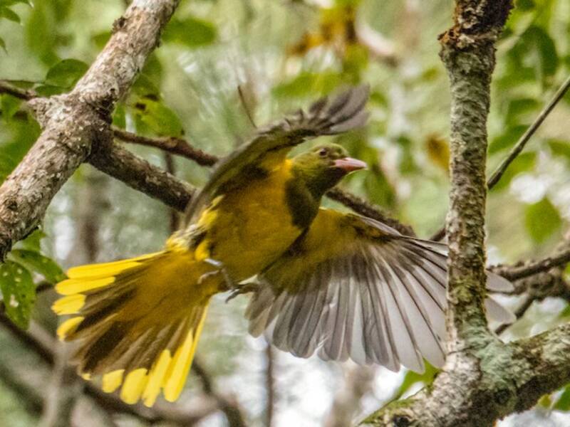 Green-headed Oriole
