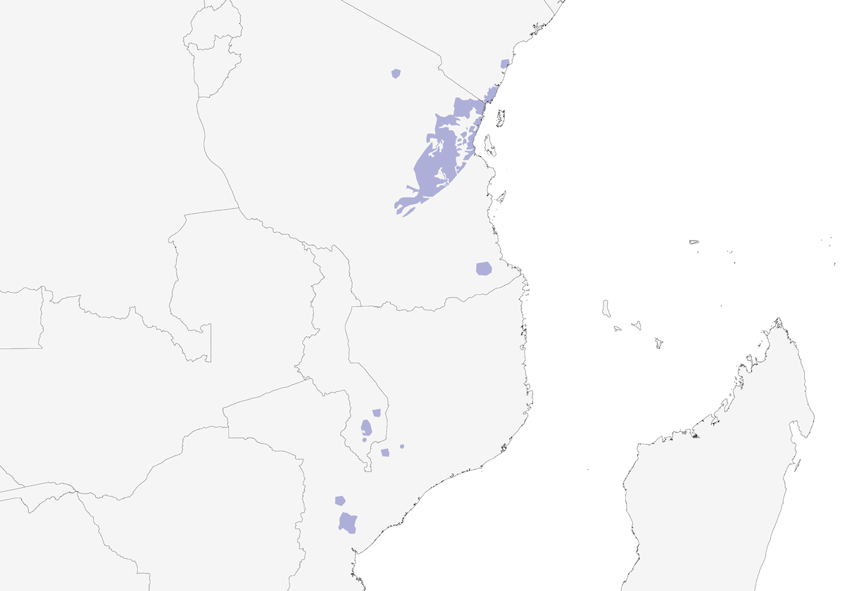 Oriolo testaverde, Distribuzione 1