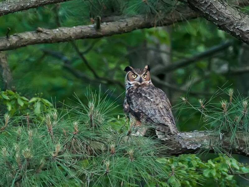Gufo della Virginia, Foto 4