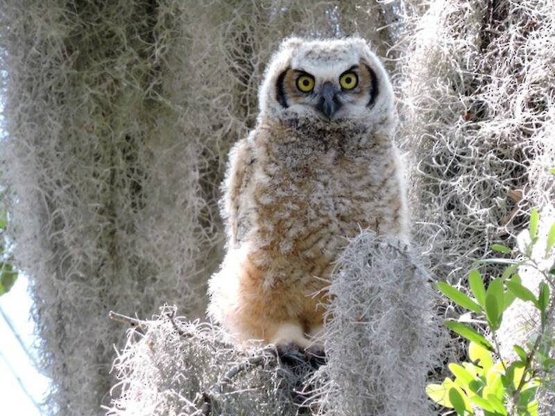 Great Horned Owl (Bubo virginianus)