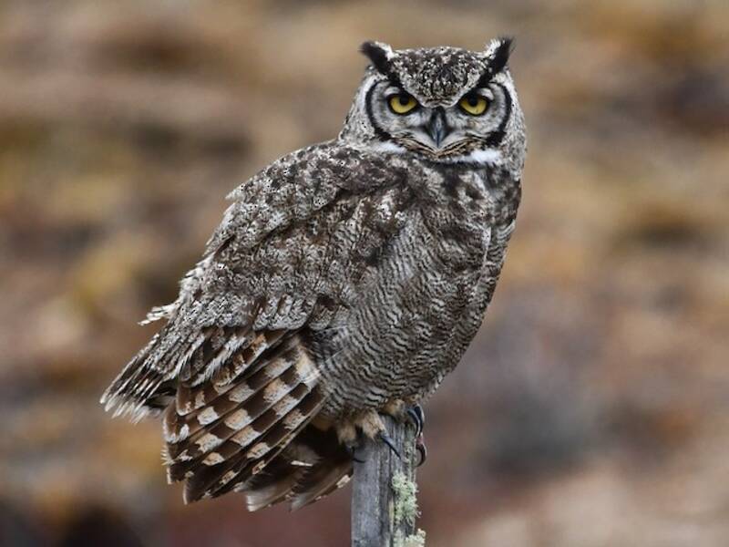 Lesser Horned Owl