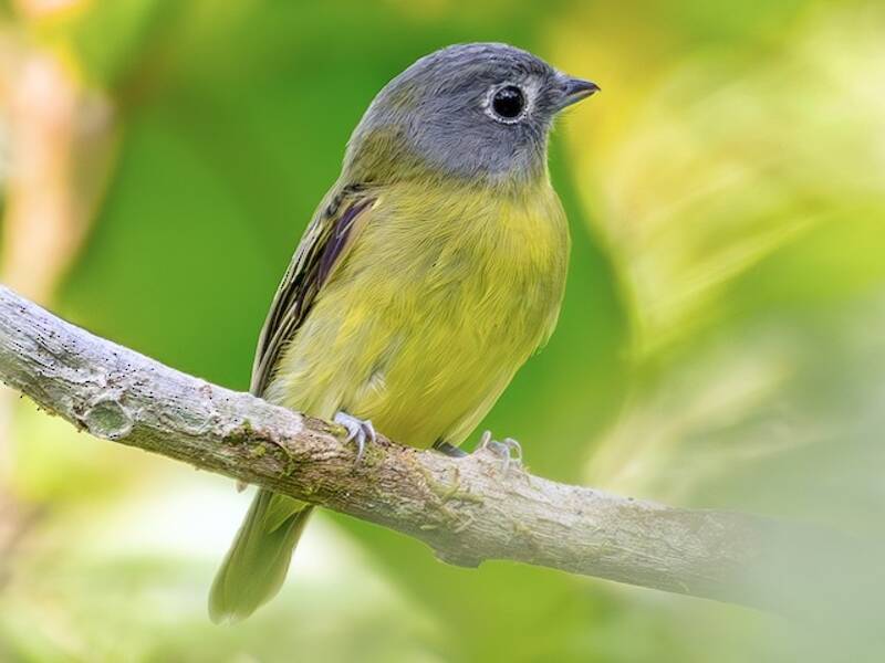 Gray-headed Piprites, Photos 3
