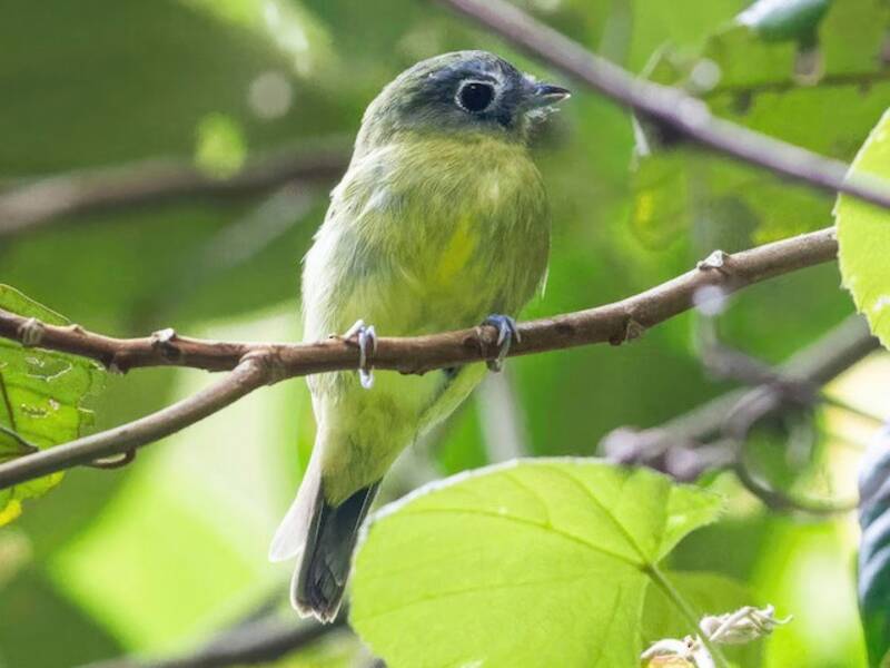 Gray-headed Piprites, Photos 4