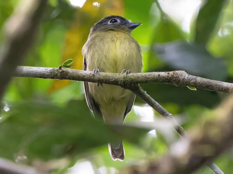 Gray-headed Piprites, Photos 2