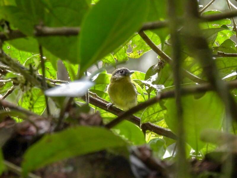 Gray-headed Piprites