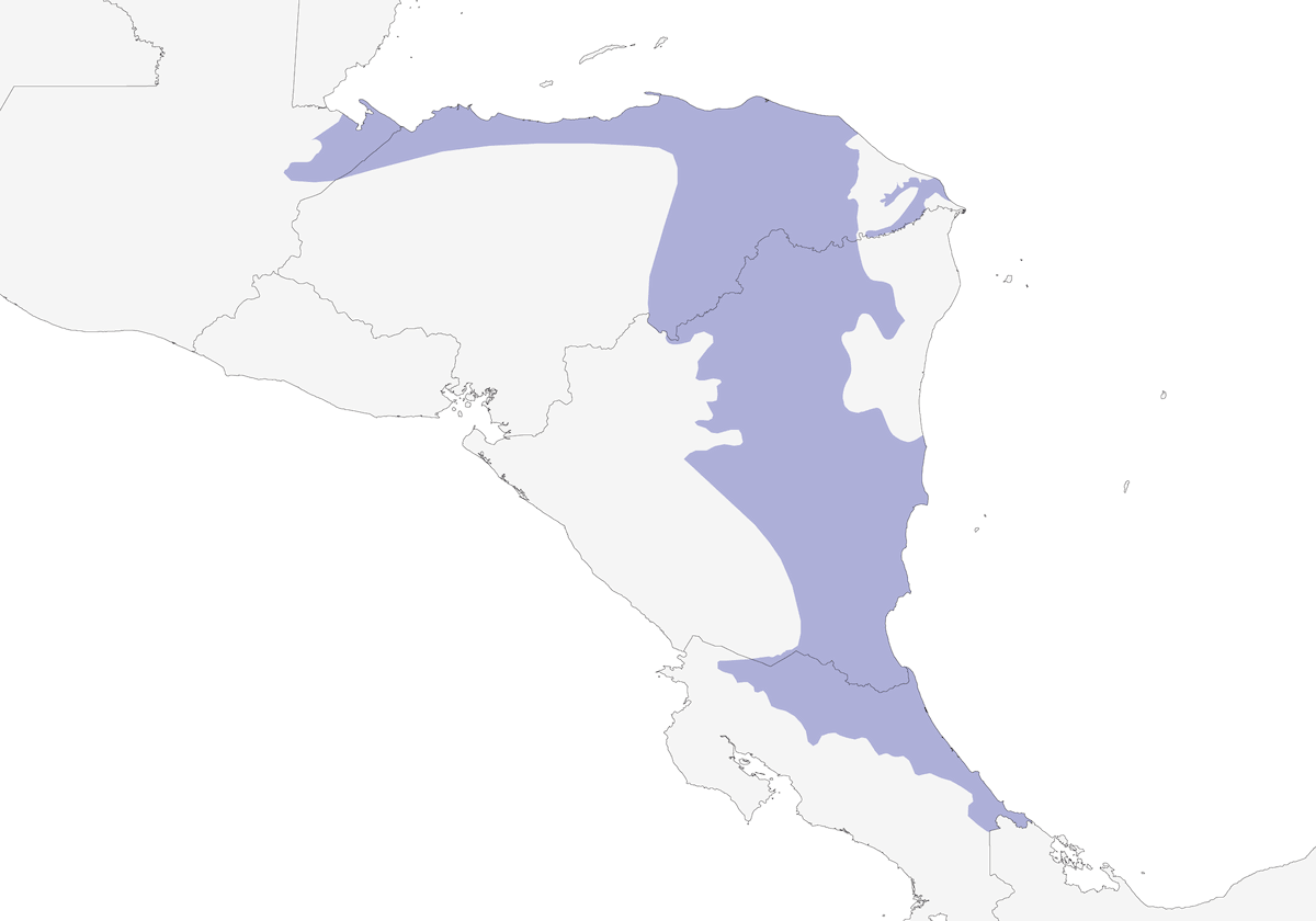 Gray-headed Piprites, Distribution 1