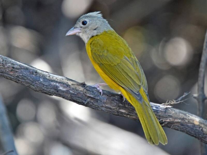 Gray-headed Tanager, 照片 2