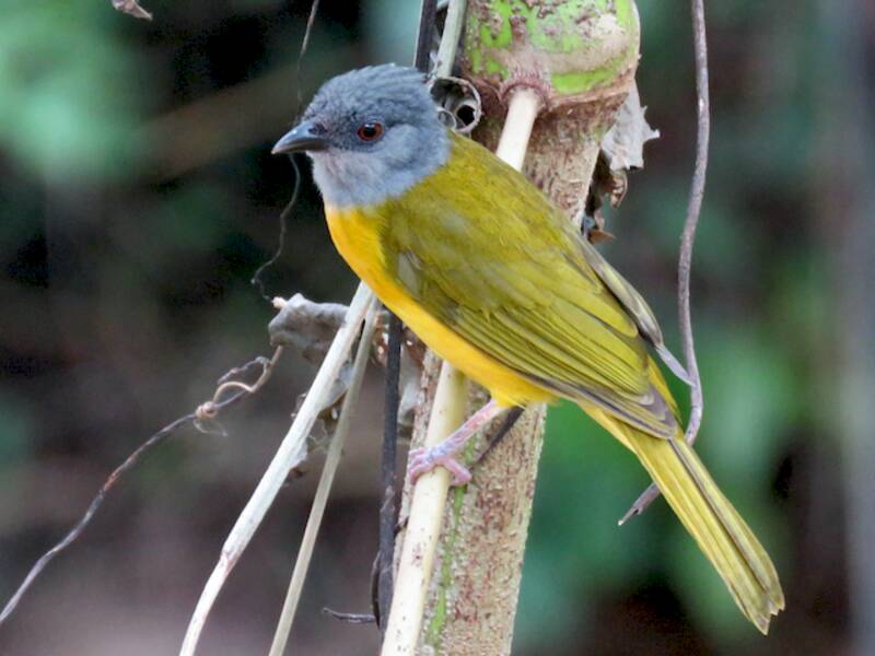 Gray-headed Tanager, 照片 4