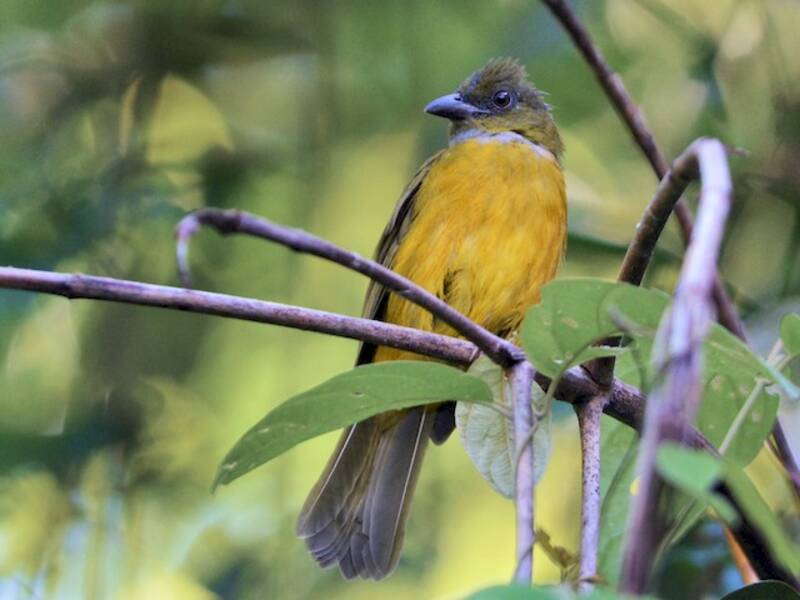 Gray-headed Tanager