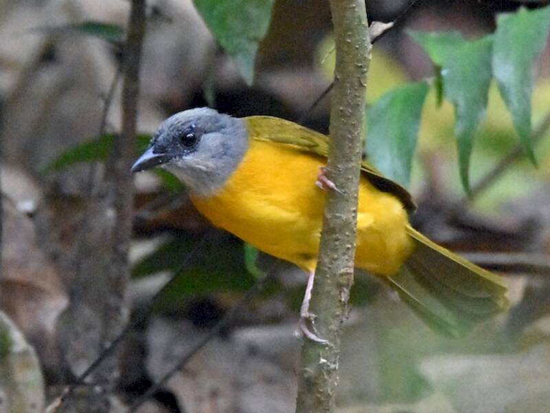 Gray-headed Tanager, 照片 3