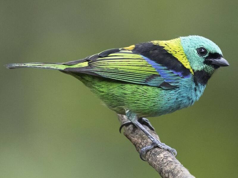 Tangara à tête verte