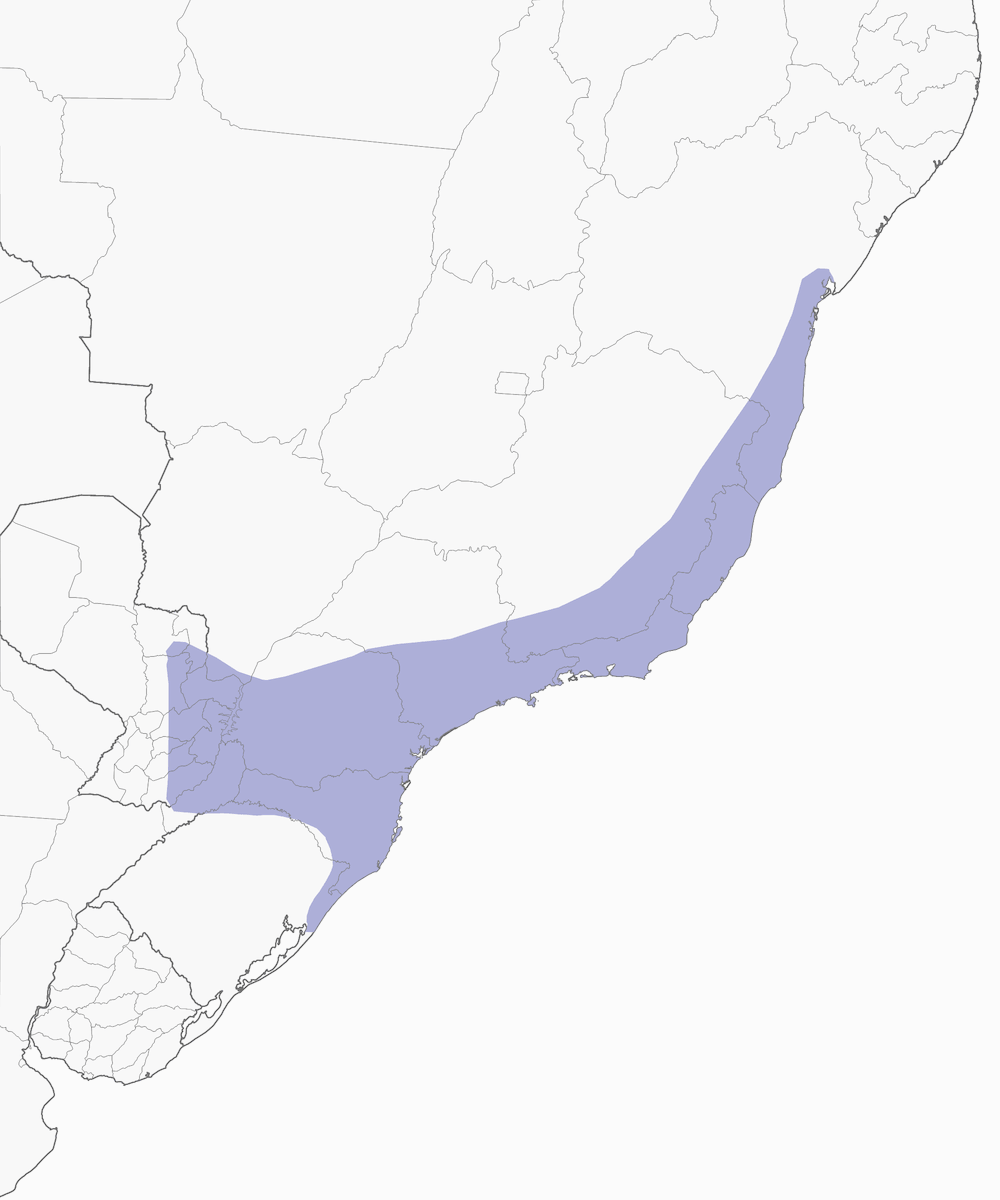 Tanagra testa verde, Distribuzione 1