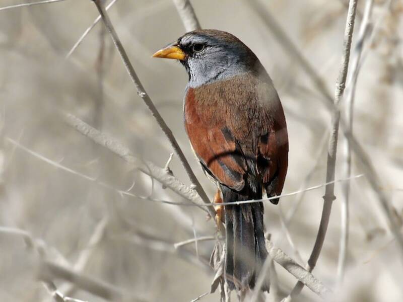 Great Inca-Finch, Photos 3