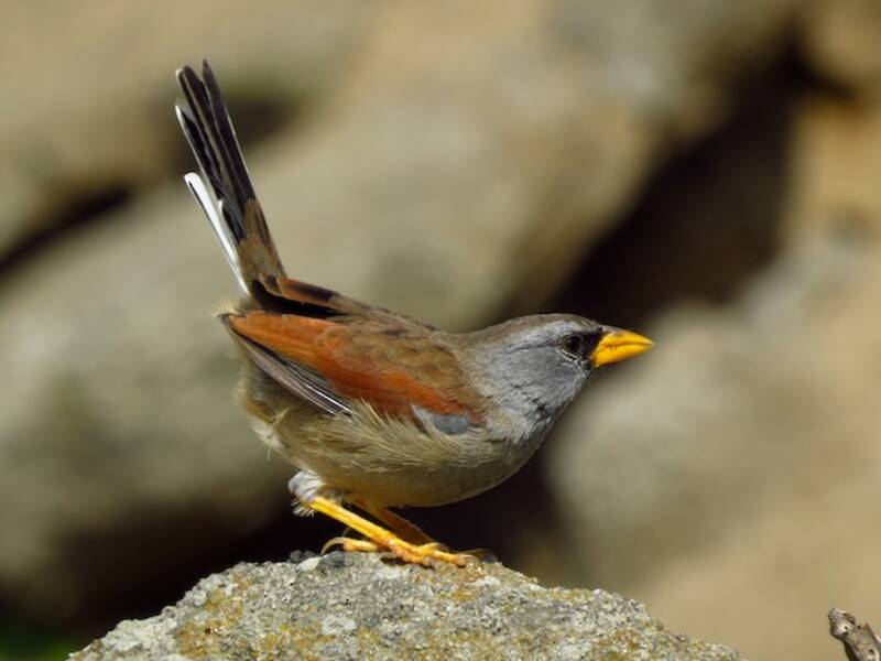 Great Inca-Finch, Photos 4