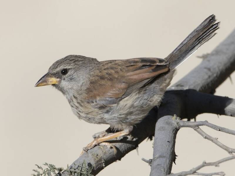 Great Inca-Finch, Photos 2