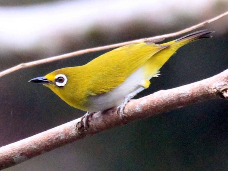 Kai-Besar-Brillenvogel