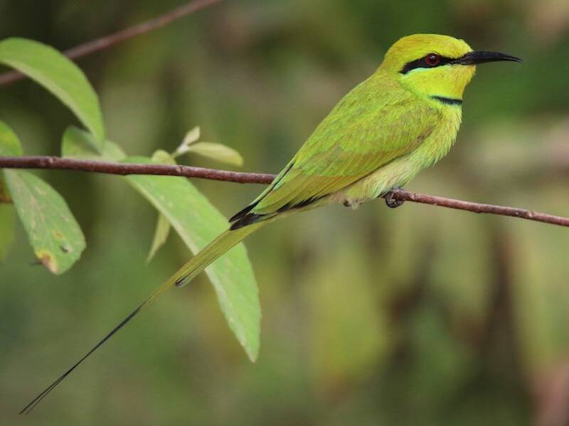 African Green Bee-eater, Photos 3