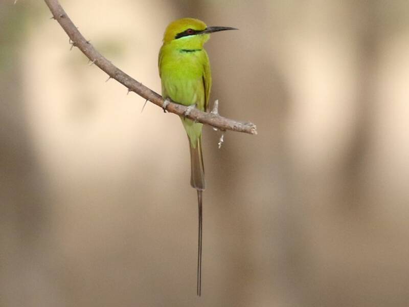 African Green Bee-eater, Photos 2