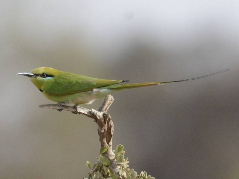 African Green Bee-eater, Photos 4