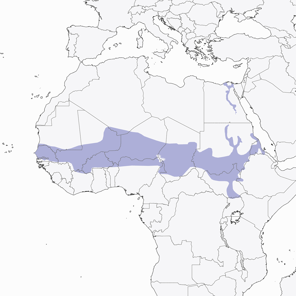 African Green Bee-eater, Distribution 1
