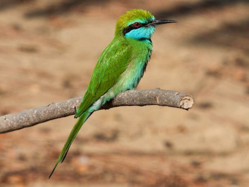 Gruccione verde arabo, Foto 3