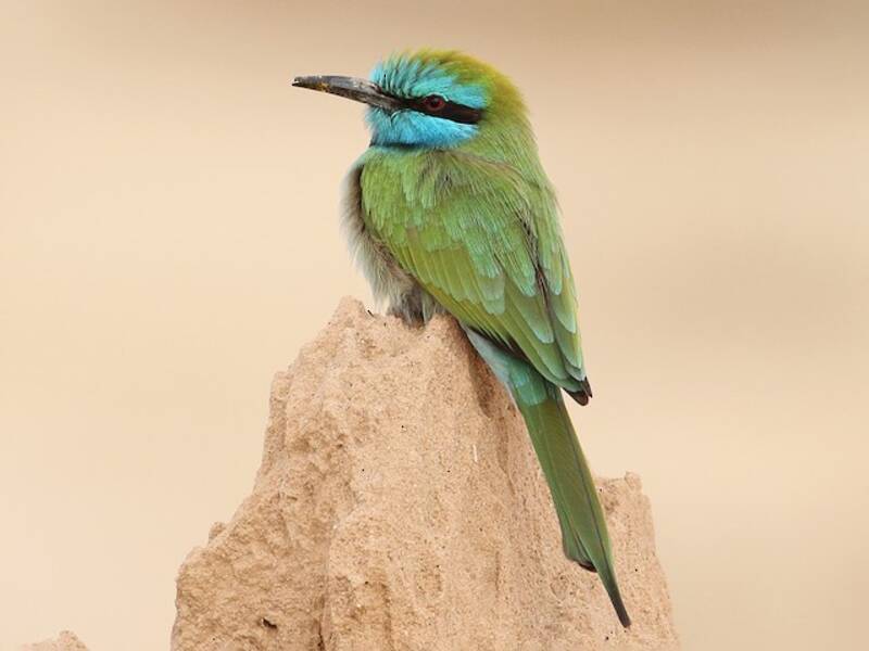 Gruccione verde arabo