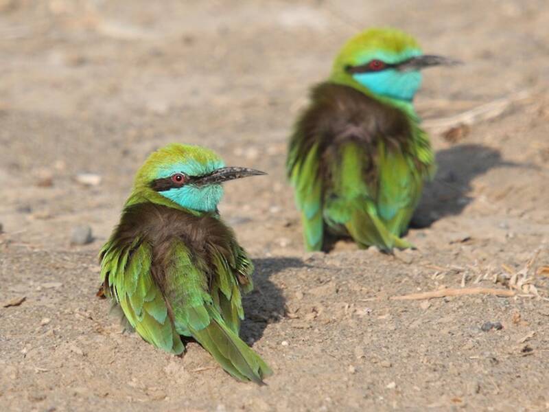Gruccione verde arabo, Foto 4