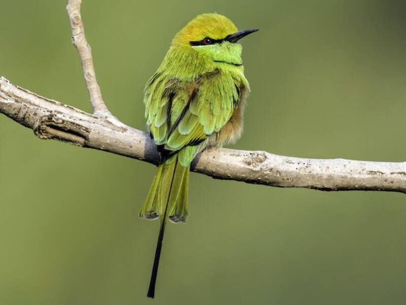 Gruccione verde asiatico, Foto 3