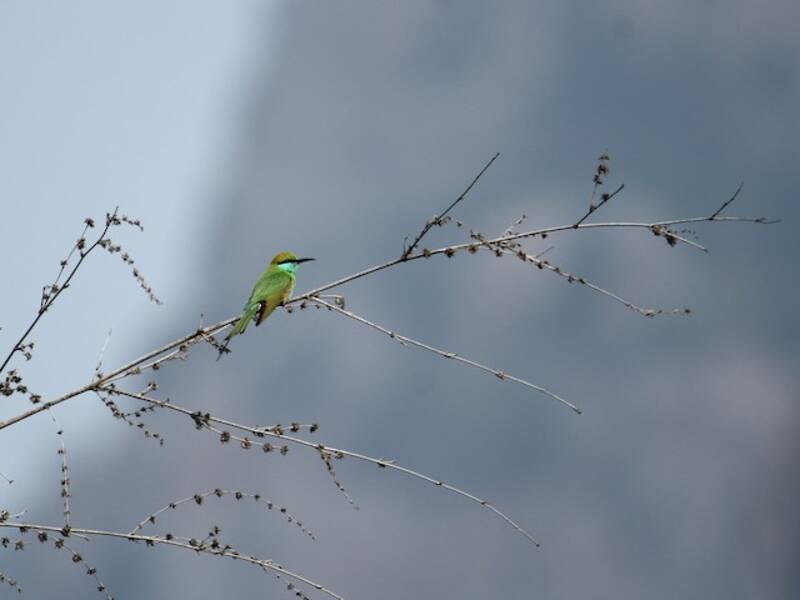 Gruccione verde asiatico, Foto 4