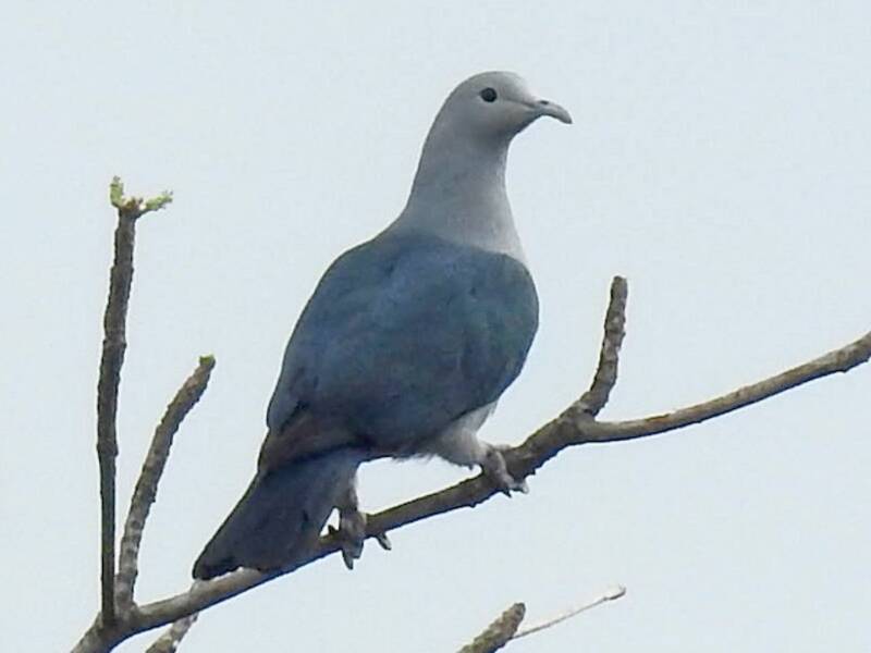 Nicobar Imperial-Pigeon