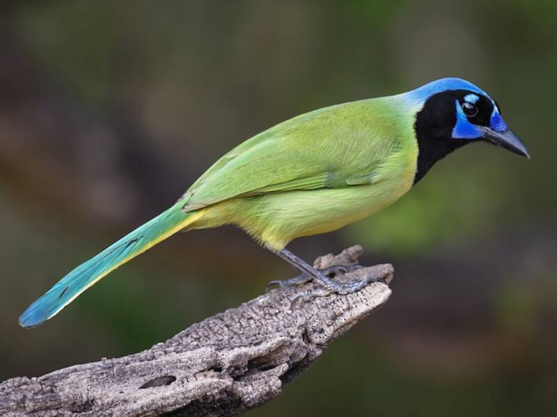 Ghiandaia verde