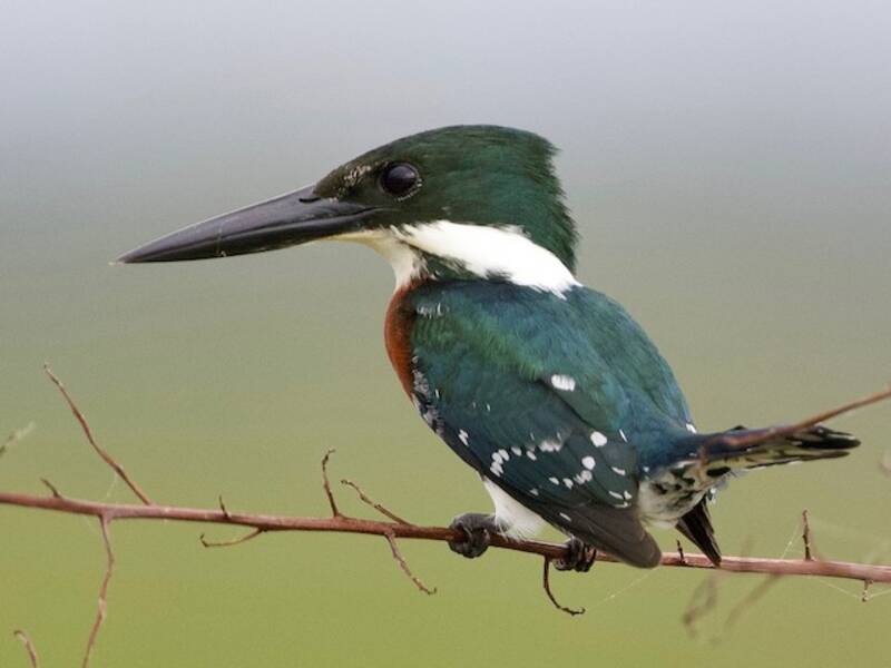 Green Kingfisher
