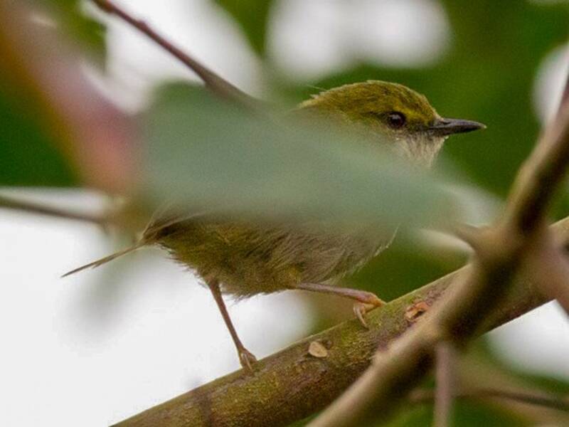 Étourneau vert, Photos 4