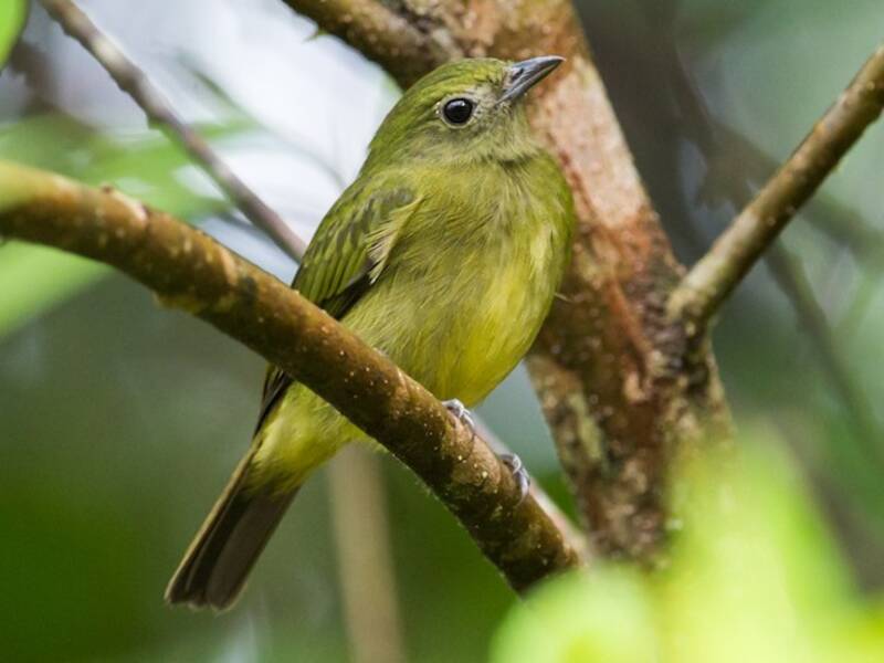 Saltarín del Chocó, Fotos 3
