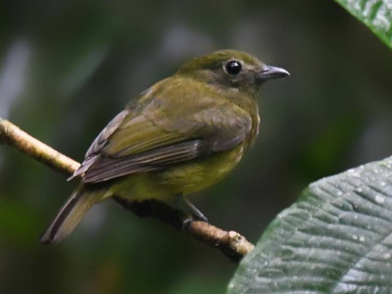 Saltarín del Chocó, Fotos 2