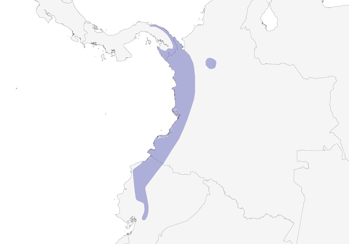 Saltarín del Chocó, Distribución 1