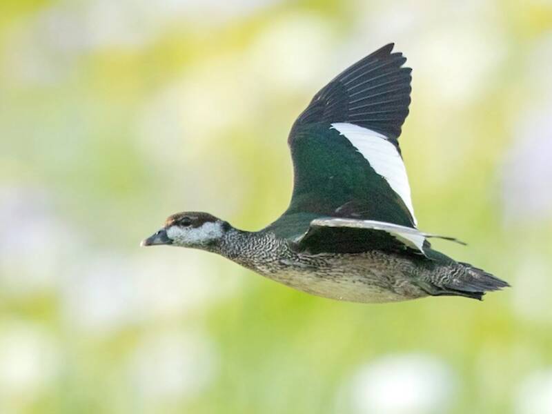 Gansito Verde, Fotos 2