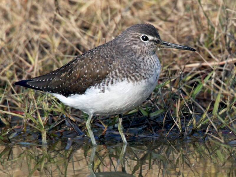 Green Sandpiper, Photos 2