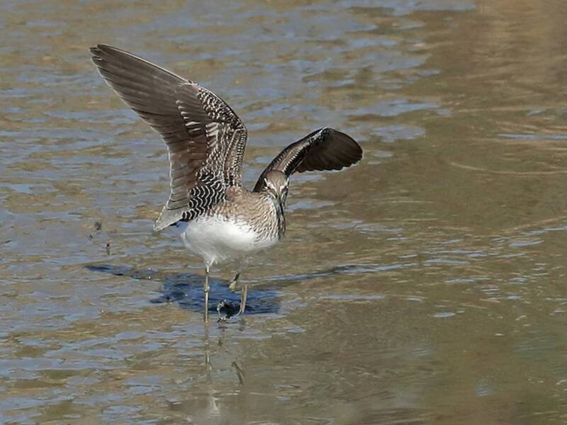 Green Sandpiper, Photos 3