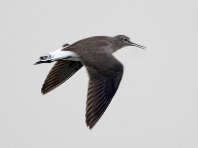 Green Sandpiper, Photos 4