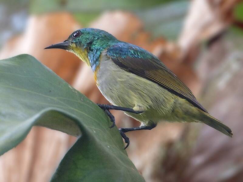 Yellow-chinned Sunbird, Photos 4
