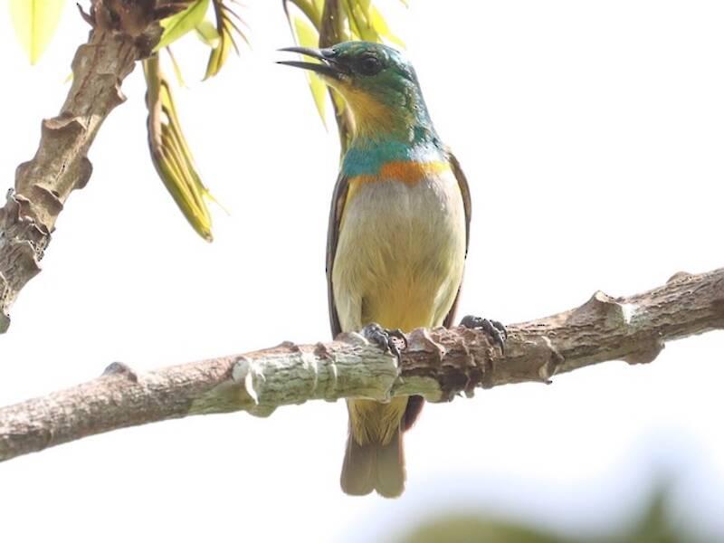 Yellow-chinned Sunbird