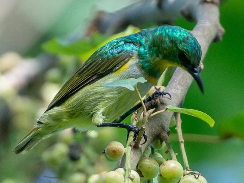 Yellow-chinned Sunbird, Photos 3