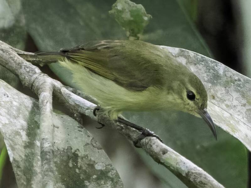 Yellow-chinned Sunbird, Photos 2