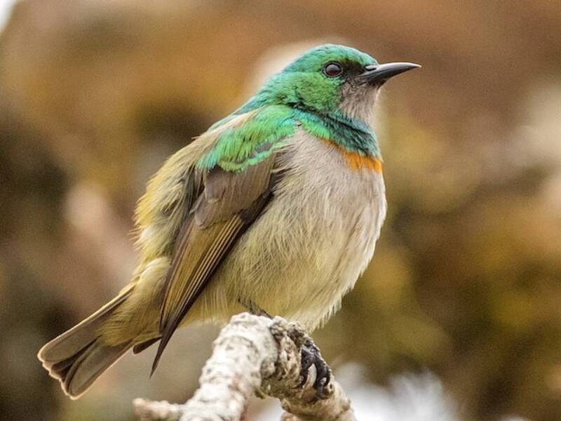 Nettarinia gola grigia, Foto 4