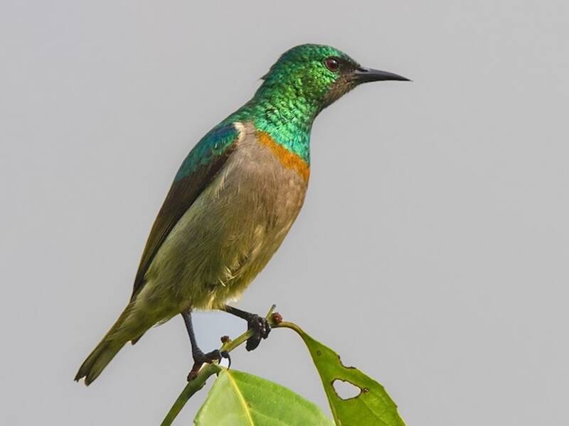Nettarinia gola grigia, Foto 2